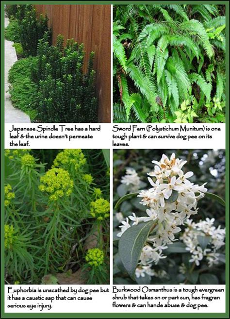 -evergreen mat forming perennial. . Evergreen shrubs that withstand dog urine